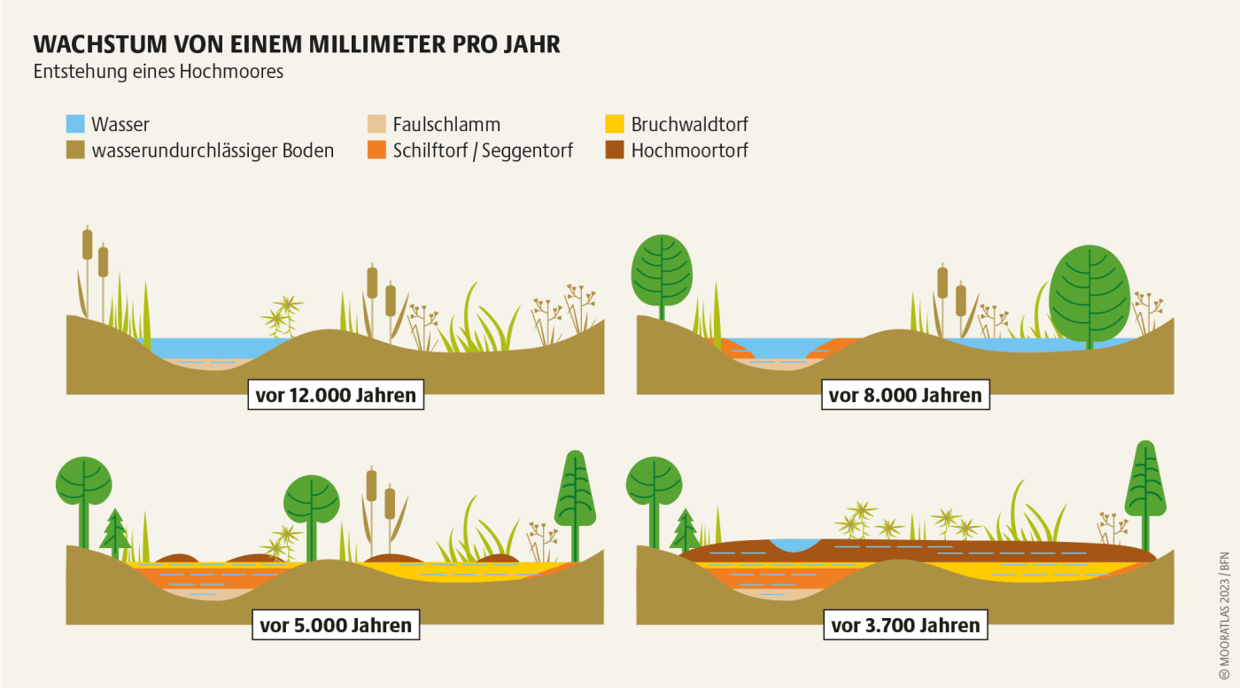 Wachstum von einem Millimeter Moor pro Jahr