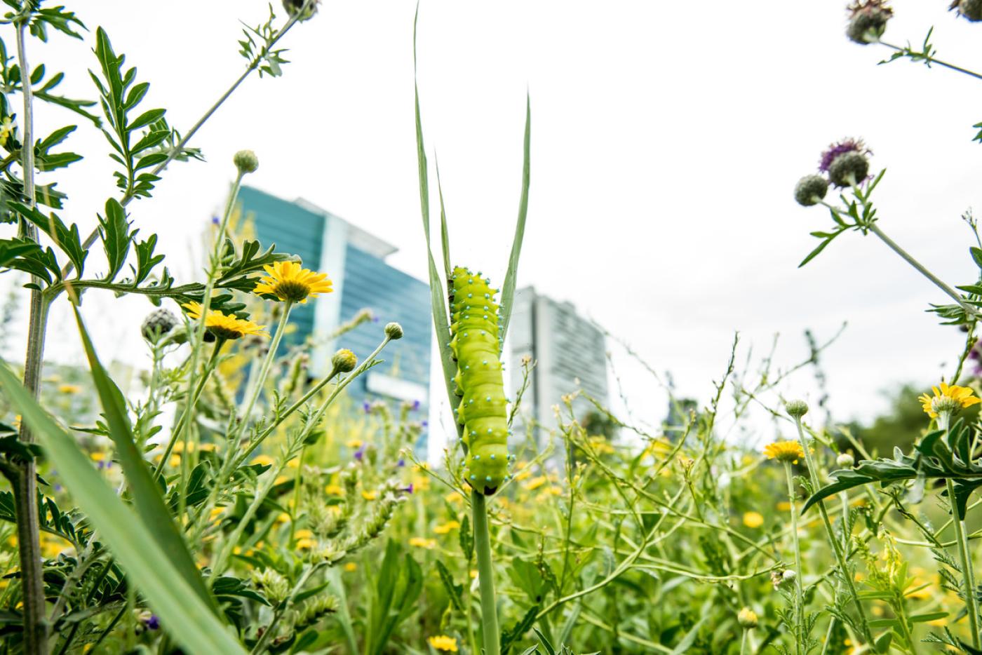 Raupe auf der Schmetterlingswiese
