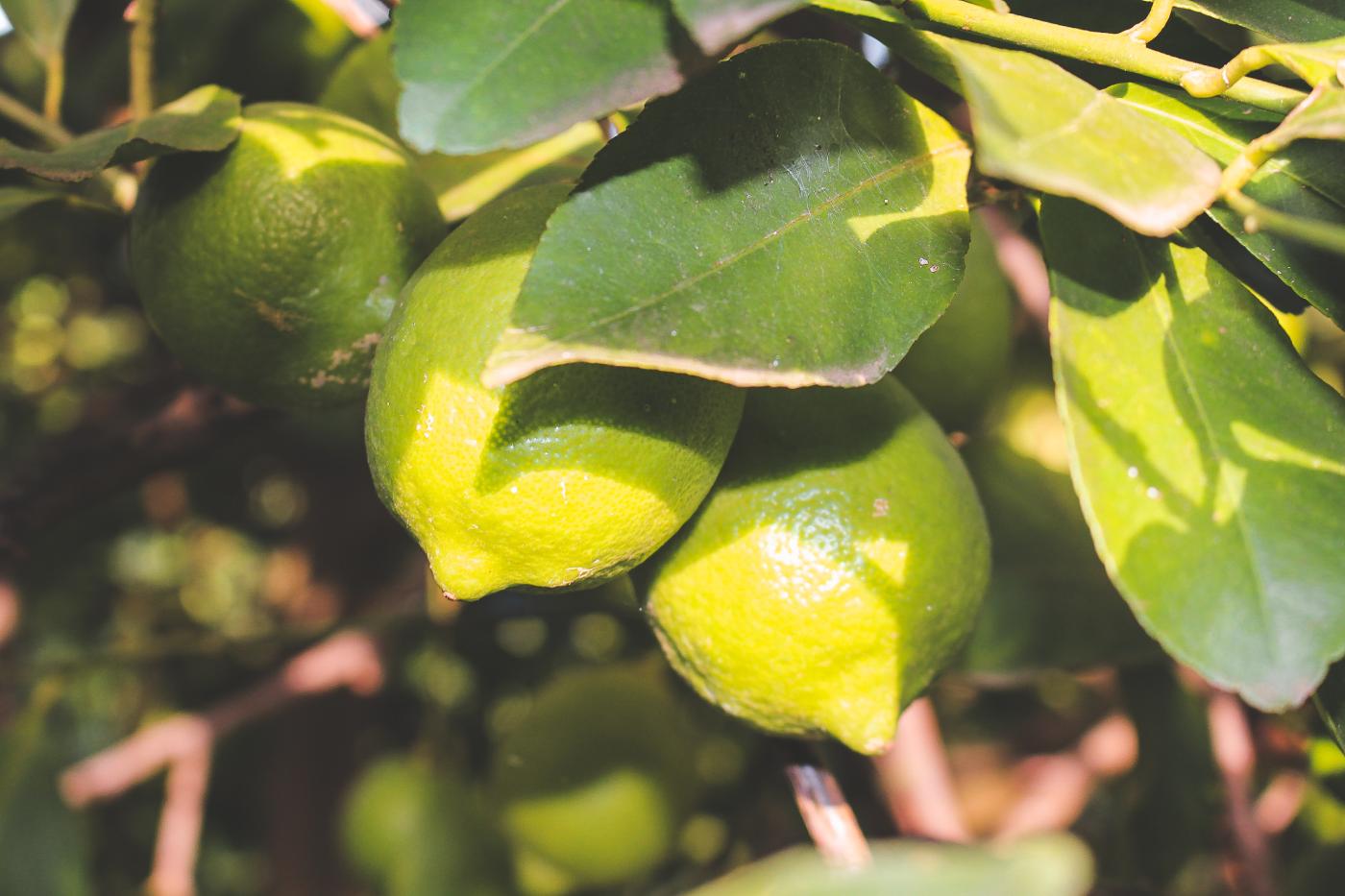 Grüne Zitronen