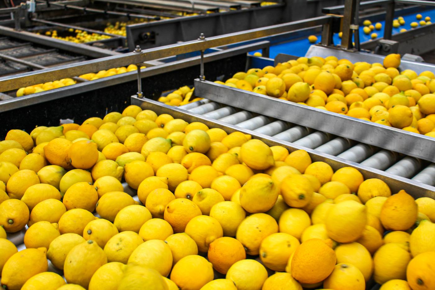 Zitronen nach der Ernte am Förderband