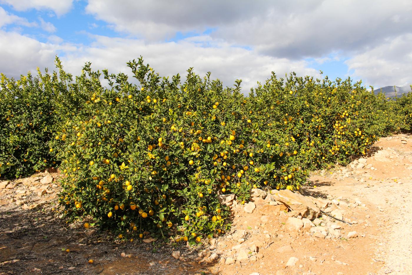 Zitronenhain in Spanien