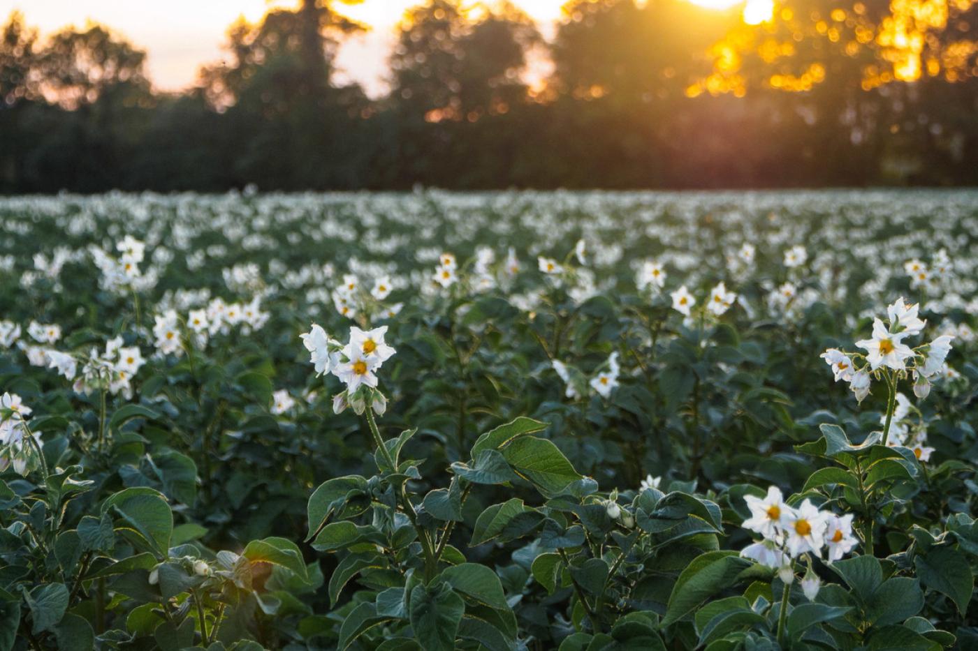 Kartoffelfeld mit blühenden Blüten im Sonnenuntergang