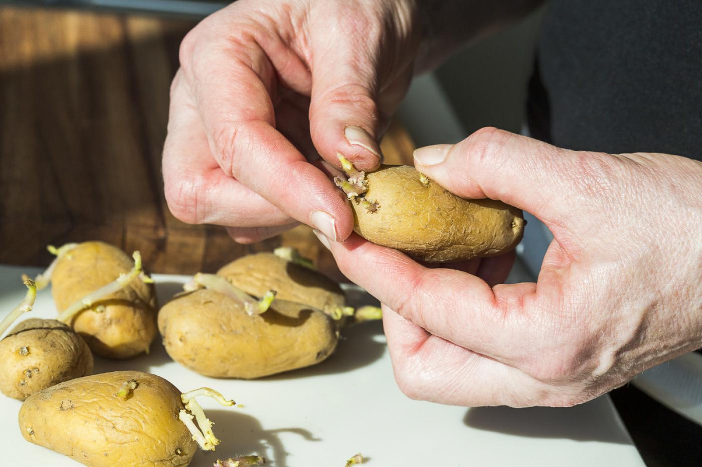 Austriebe werden einfach mit den Fingern weggezupft
