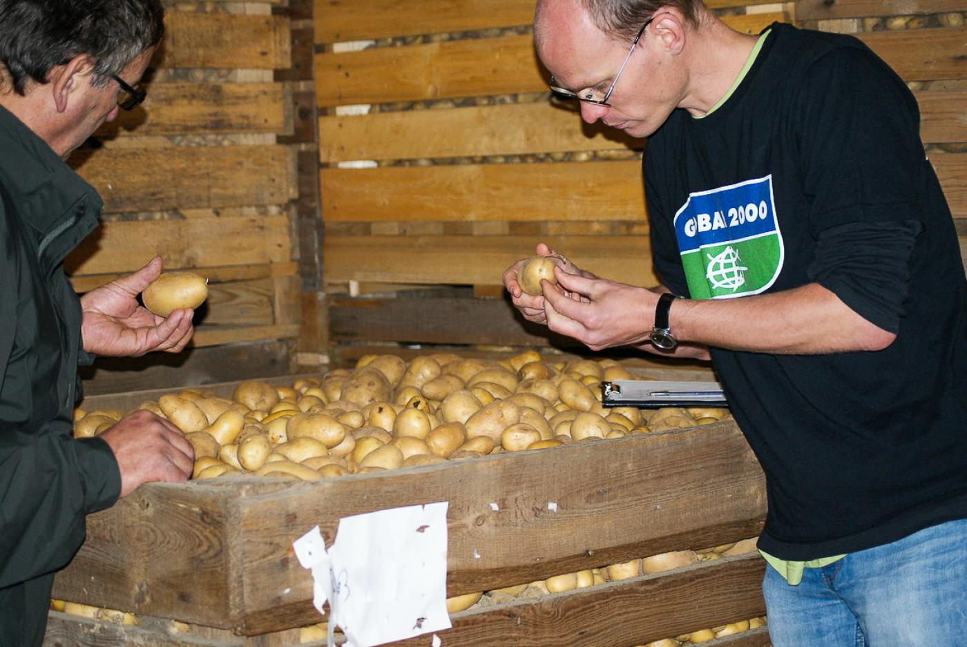 GLOBAL 2000 kontrolliert die Kartoffel-Ernte