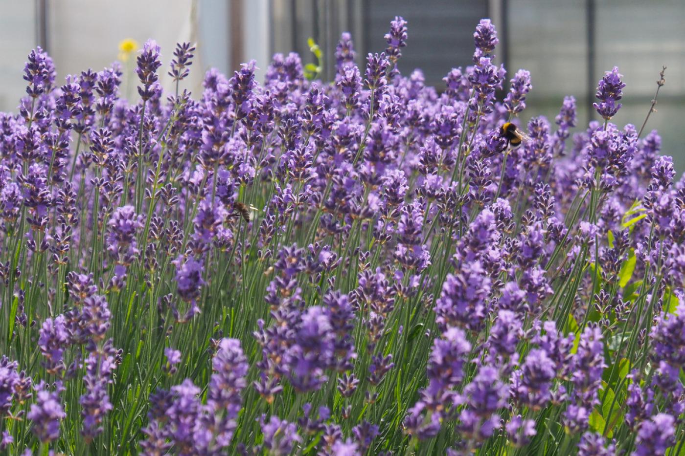 Ein lilafarbenes Lavendelfeld mit vielen Blüten