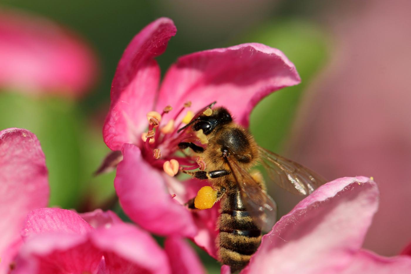 Biene sitzt auf roser Blüte.