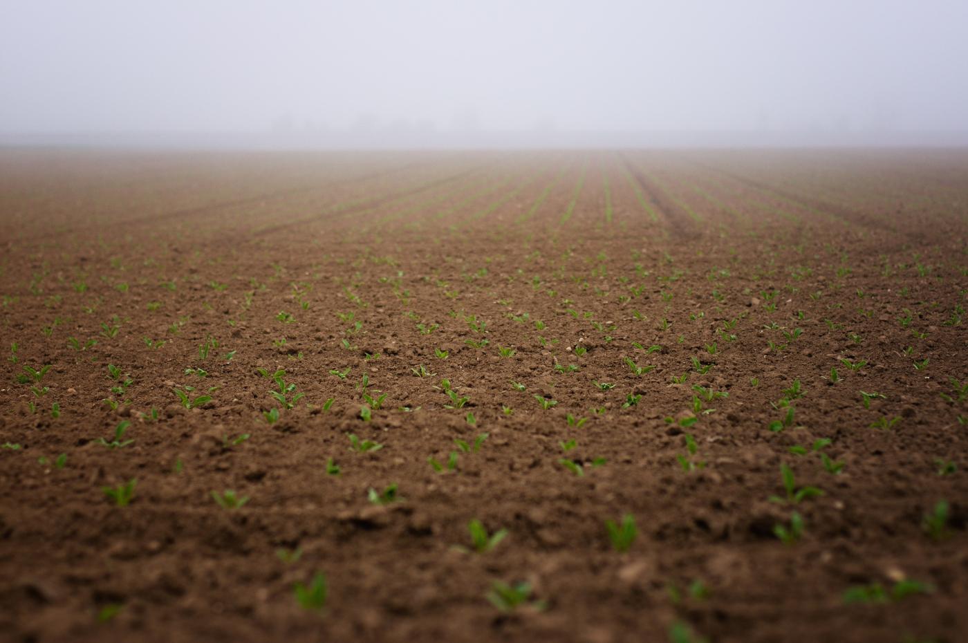 Zuckerrübenfeld im Nebel