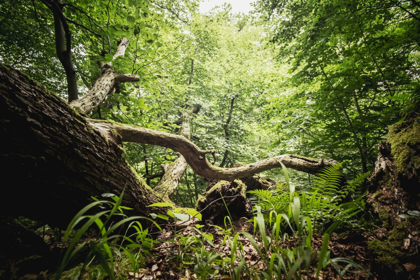 dicht bewachsener Naturwald mit saftigem Grün