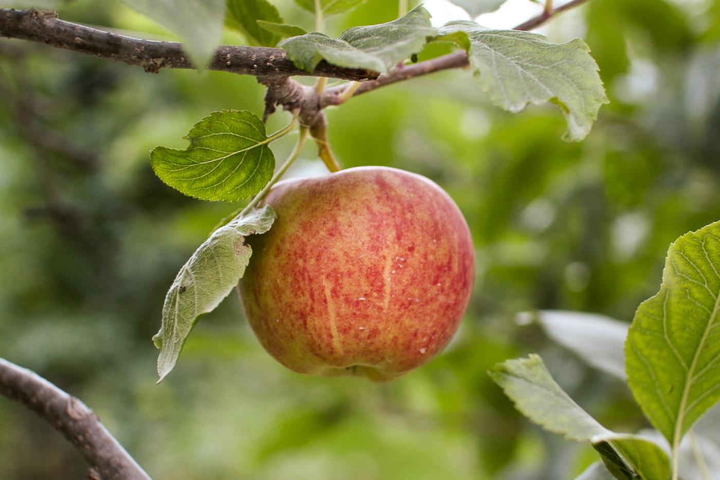 Rot mellierter Apfel auf einem Apfelbaum