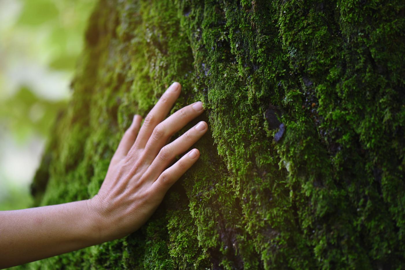 Hand auf Baumrinde