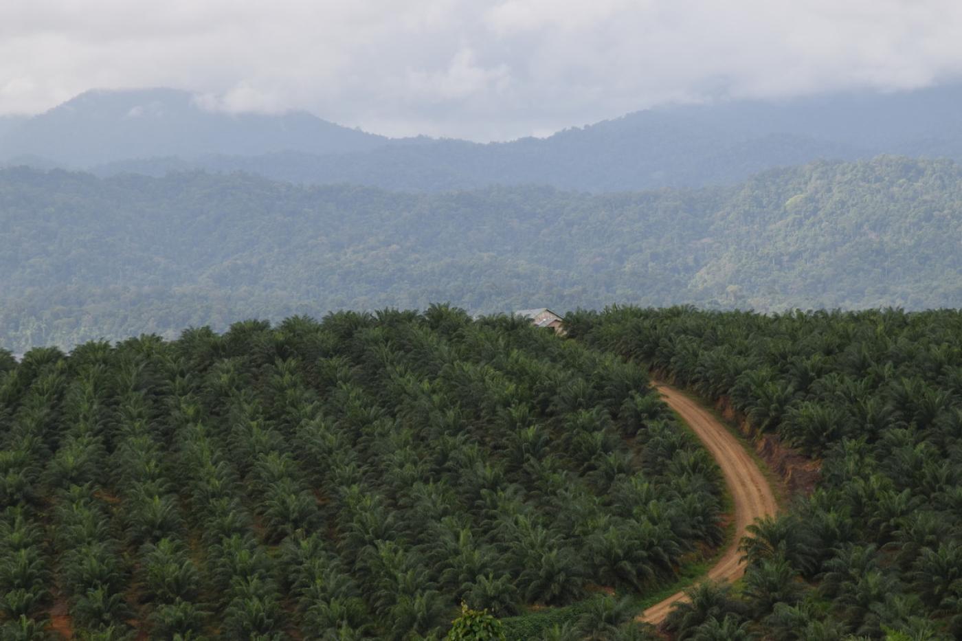 Palmöl-Plantage in Indonesien