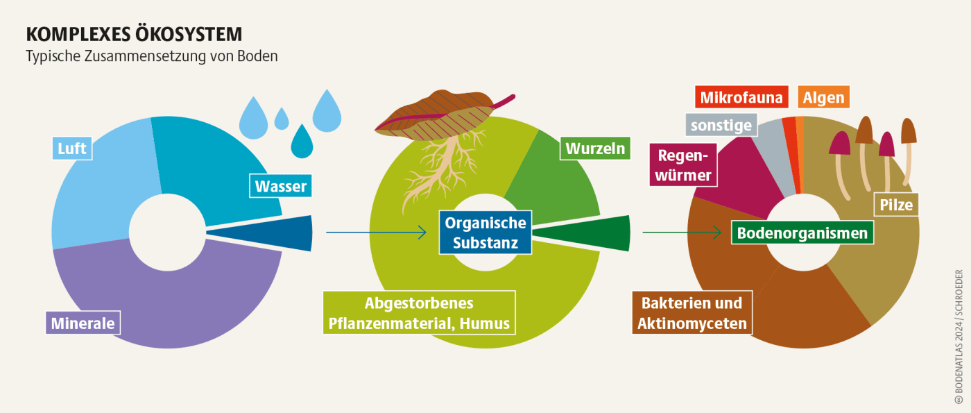Grafik zum komplexen Ökosystem der Böden
