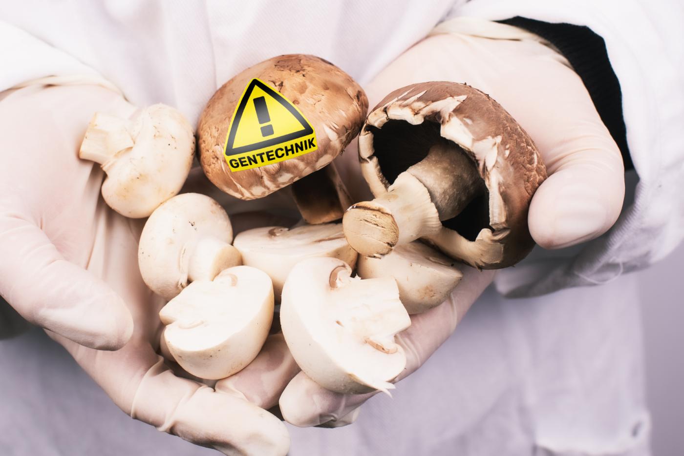 Champignons mit Achtung Gentechnik-Pickerl in Labor-Szene
