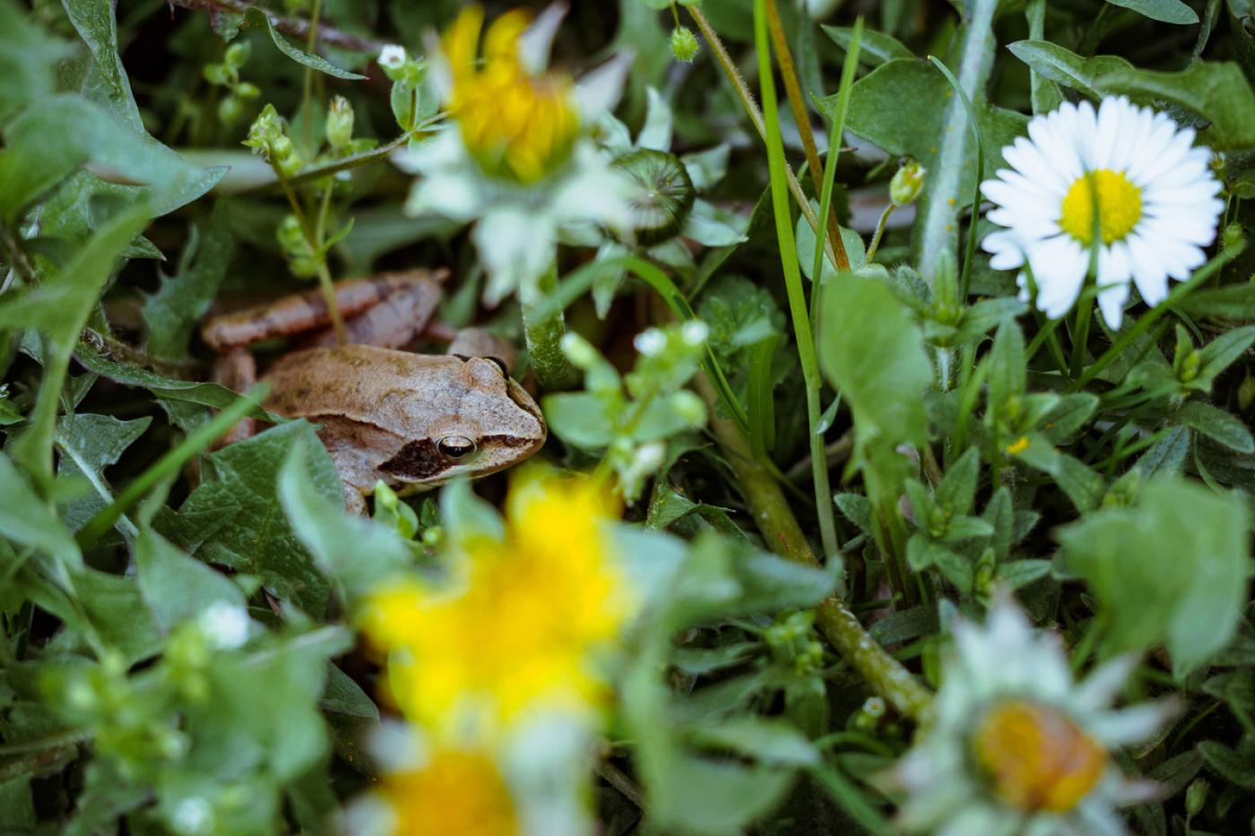 Frosch sitzt in einer saftig grünen Wiese mit Gänseblümchen und Löwenzahn