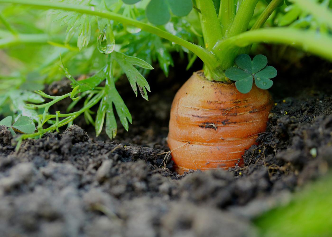 Karottenstrunk und Teil des Karottenkrauts schaut aus der Erde hervor.