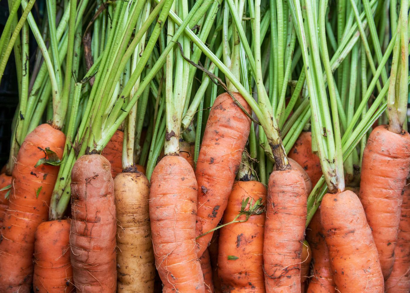 Gelbe Karotten mit Karotten-Kraut. Sie sind teilweise noch mit Erde bedeckt sind,