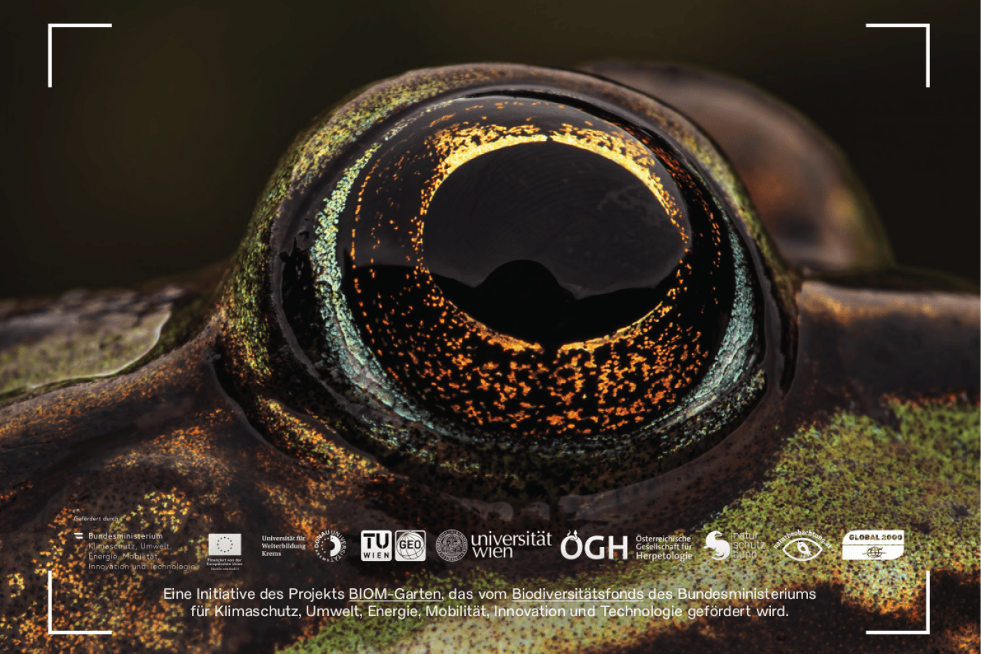 Close-Up eines Froschauges.