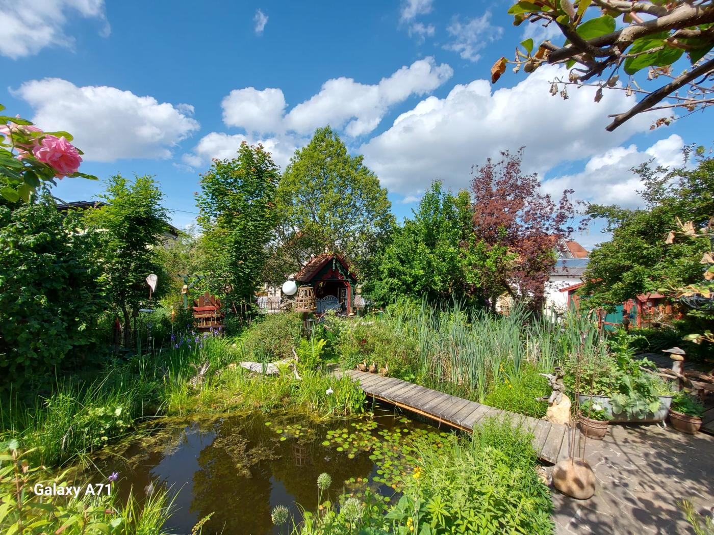 Wilder Garten mit Teich