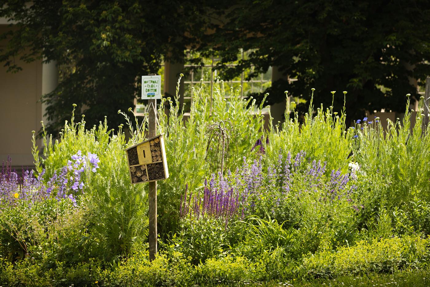 Naturgarten mit Wildblumen. Eine Nationpark Garten Plakette befindet sich auf dem Insektenhotel.