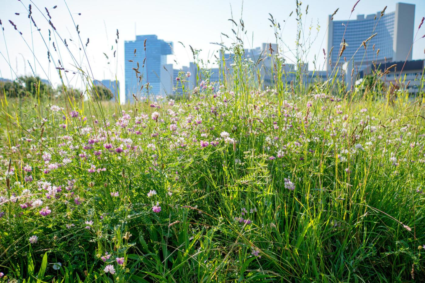 Blumenwiese vor einer Stadt