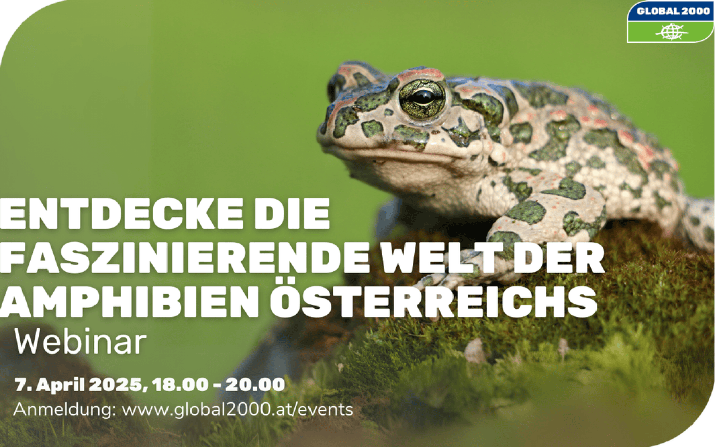 Teaser zum Webinar "Entdecke die faszinierende Welt der Amphibien"