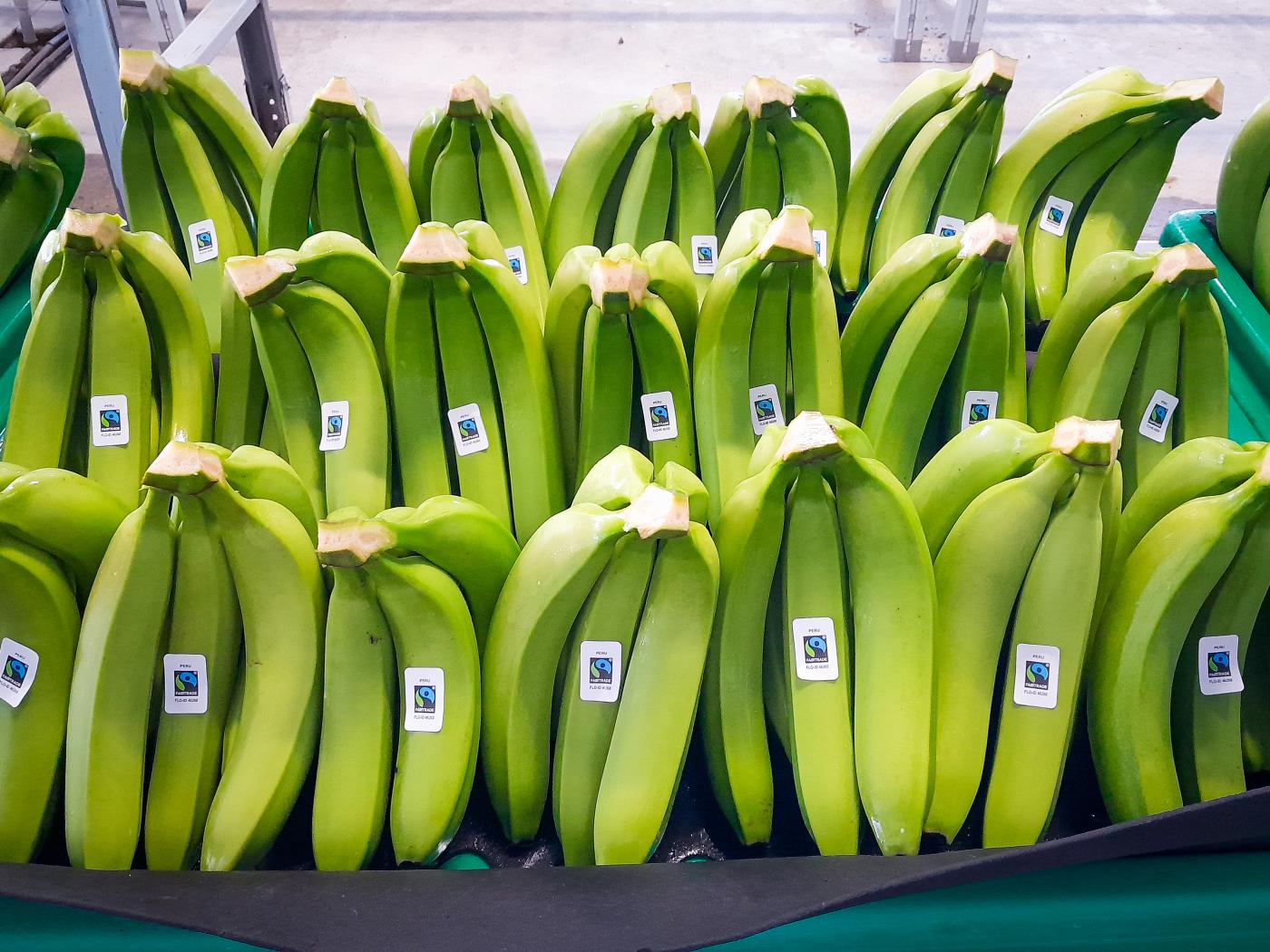 Bananen bereit für den Export