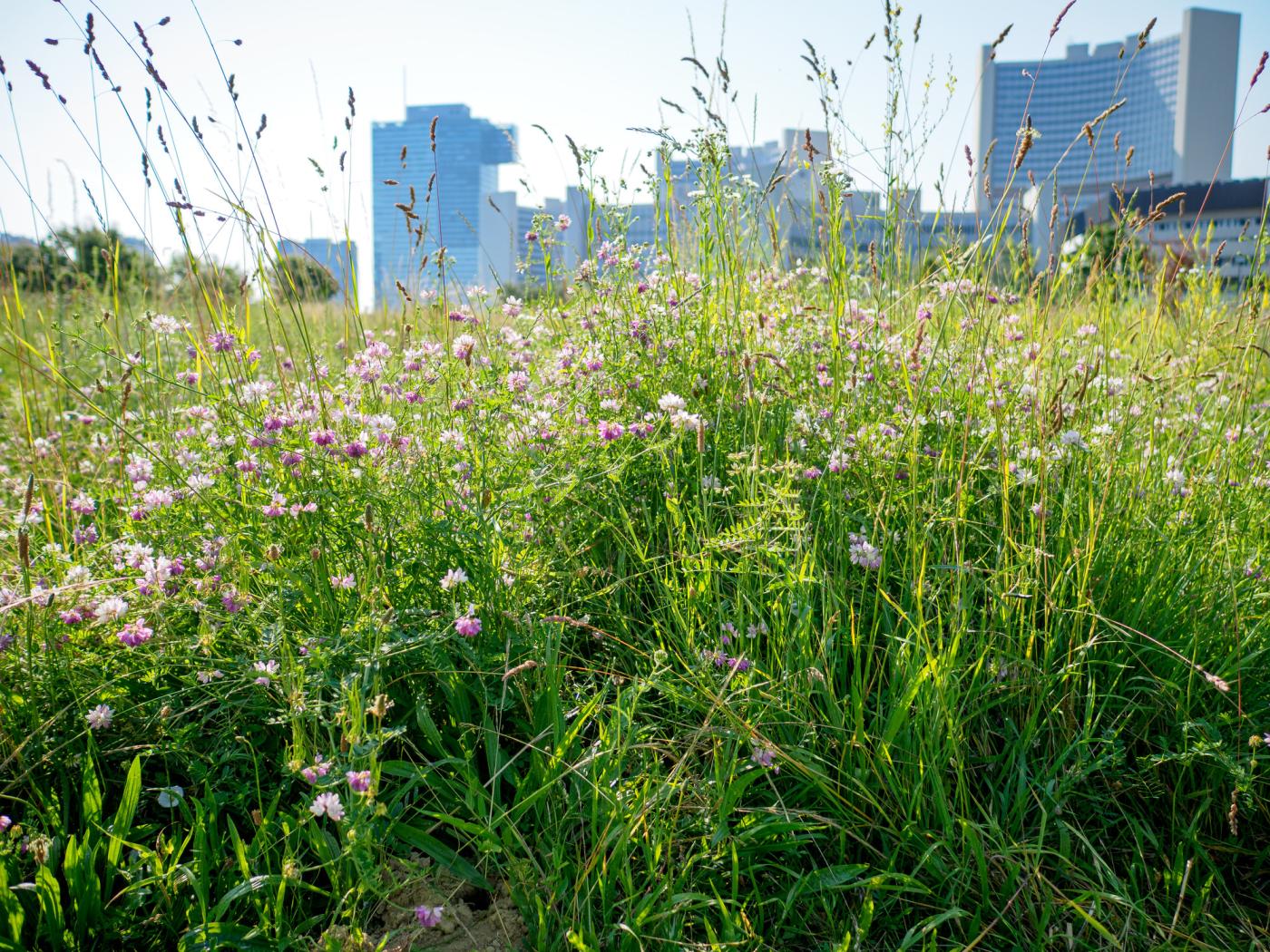 Blumenwiese vor der Wiener Donaucity.