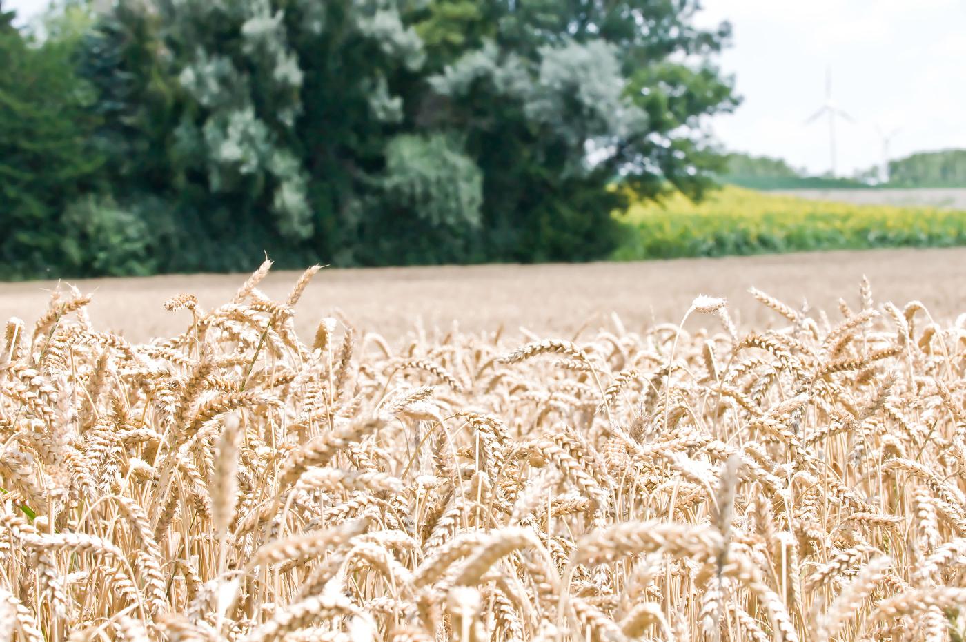 Getreidefeld