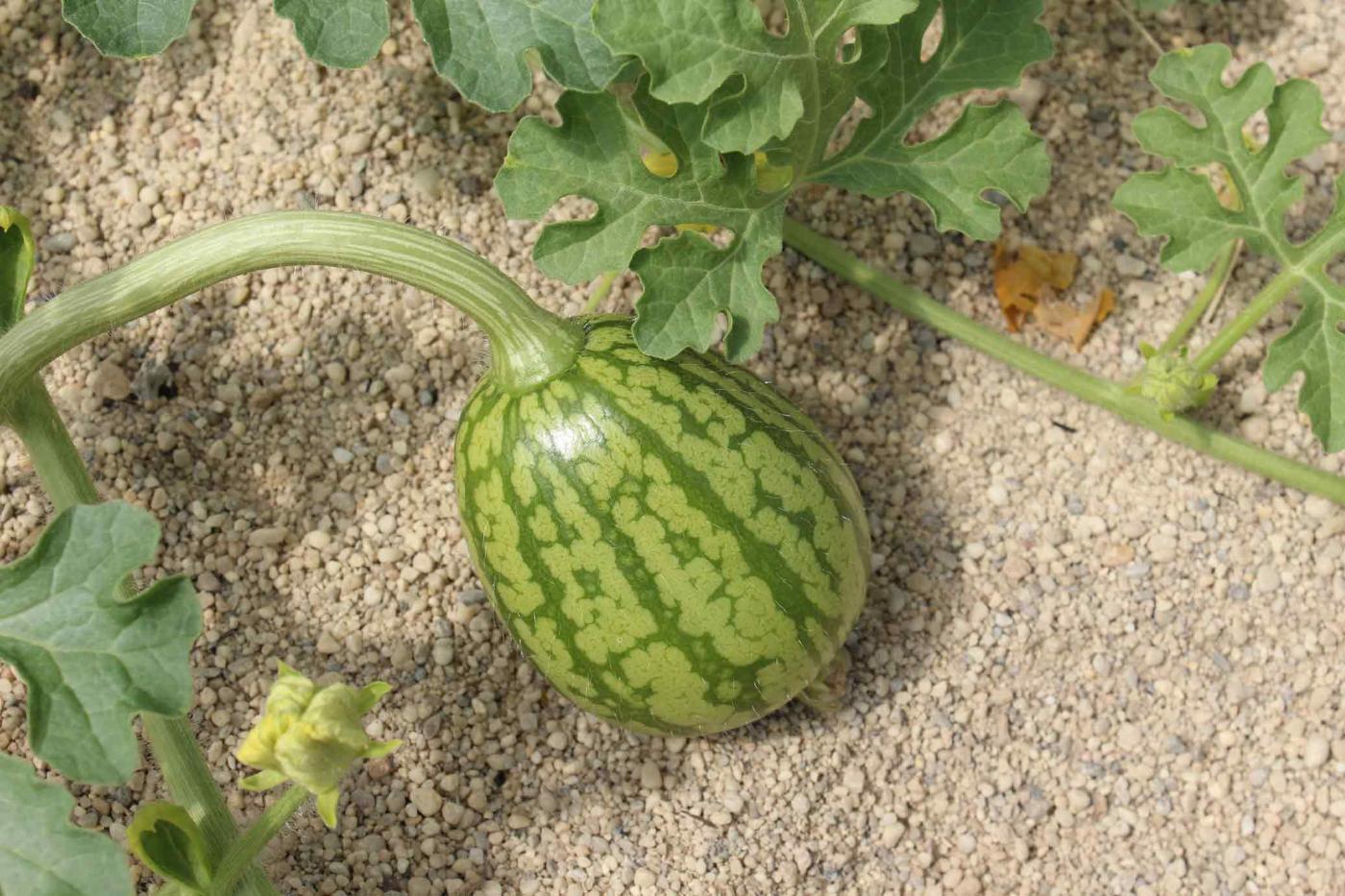 Wassermelone wächst am Strauch