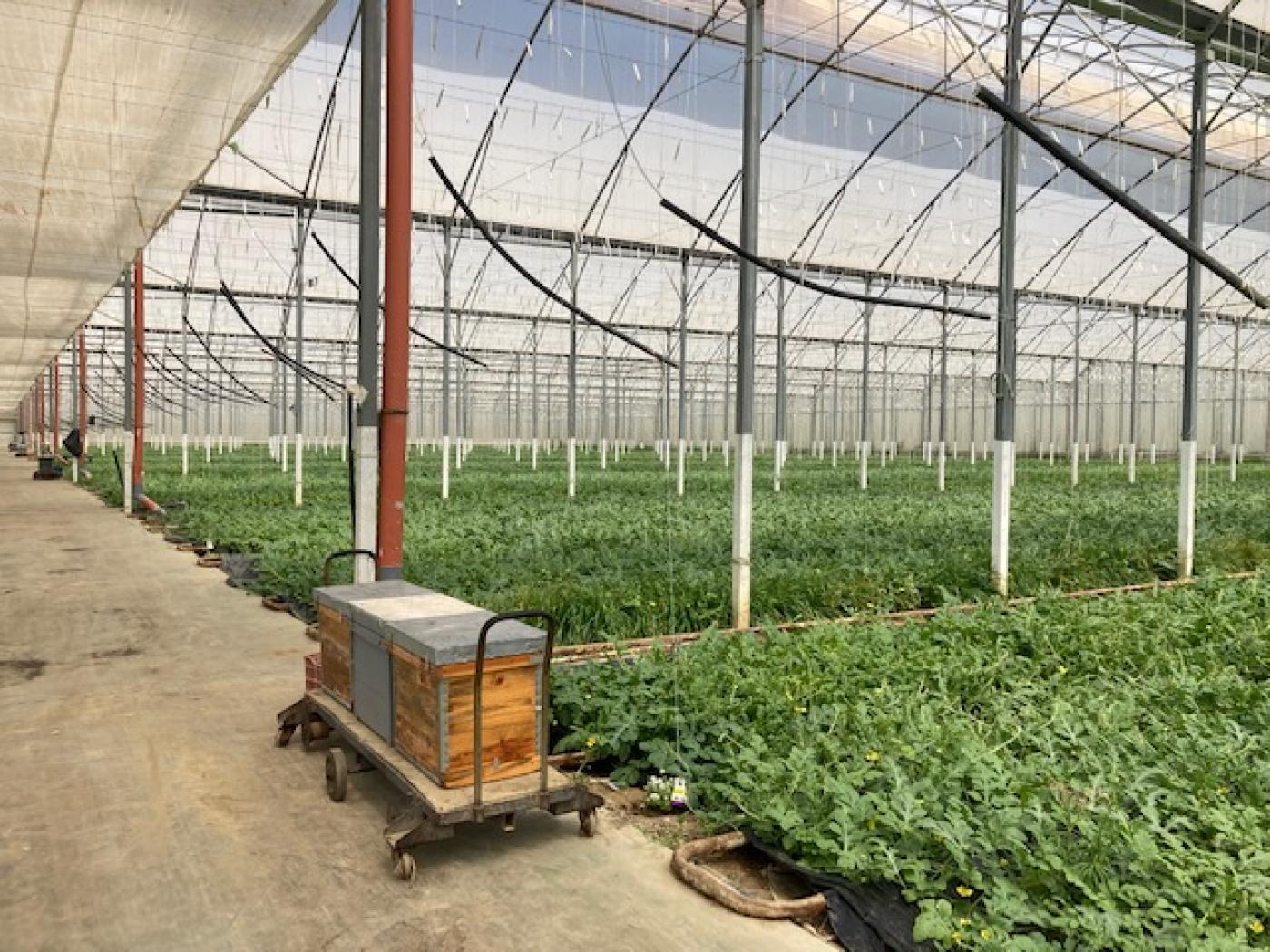 Wassermelonen Anbau