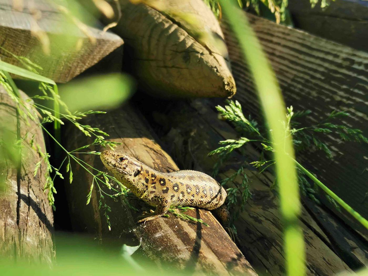 Zauneidechse kriecht über Baumstämme