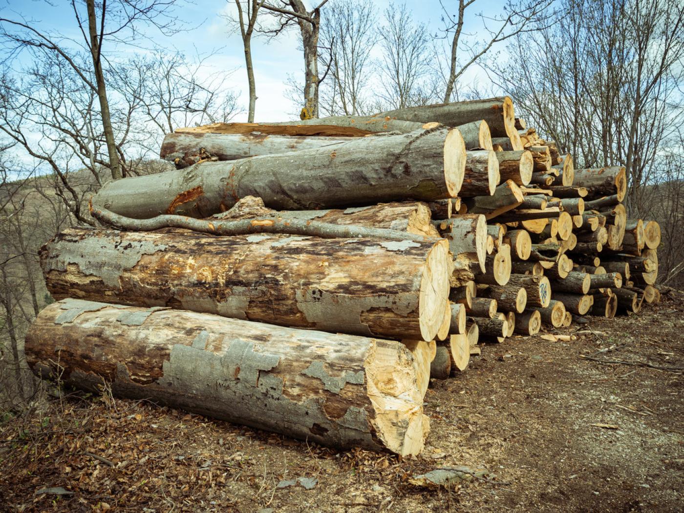 Holzstämme im Wald