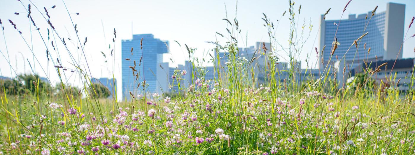 Blumenwiese mit Hochhäuser von Wien im Hintergrund
