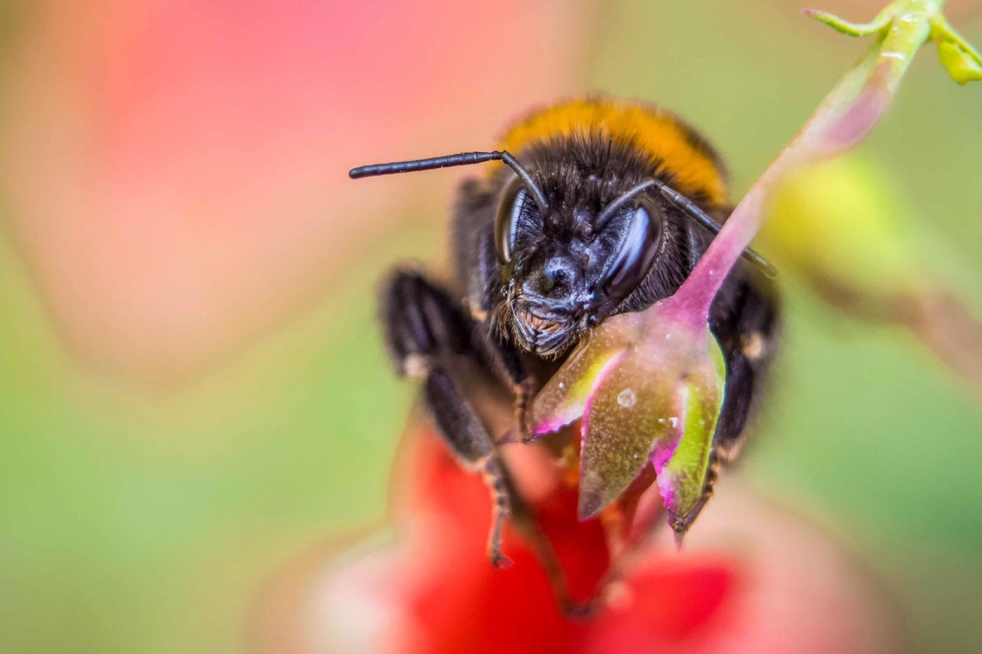Biene sitzt auf Blüte - Aufruf zum Naturschutz