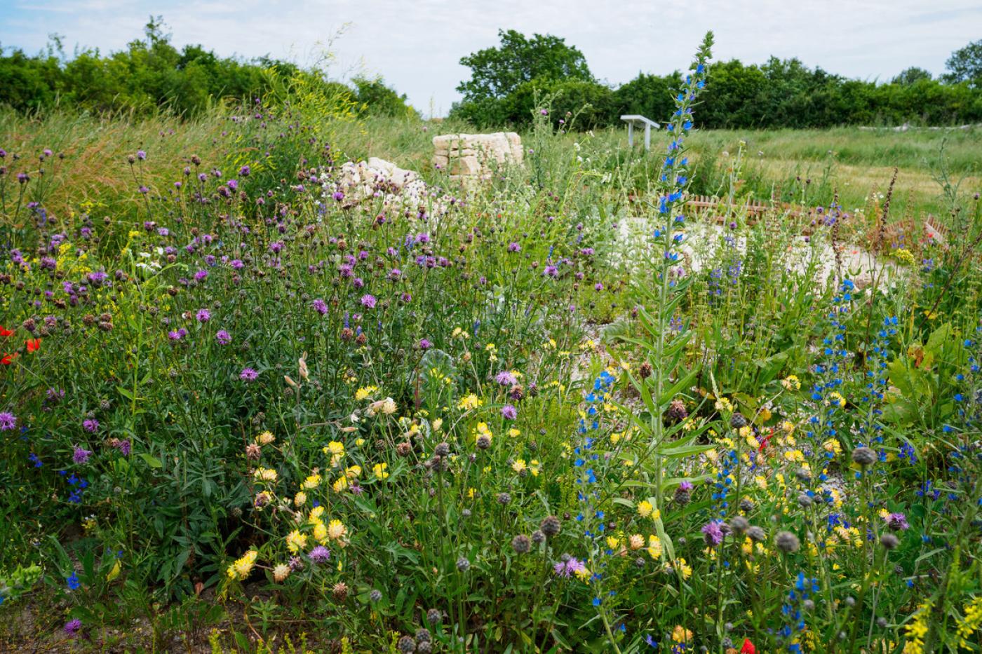 Wiese mit vielfältigen Wildblumen und Gräsern vor einer niedrigen Steinmauer und Büschen im Hintergrund, Natur mit wilder Biodiversität