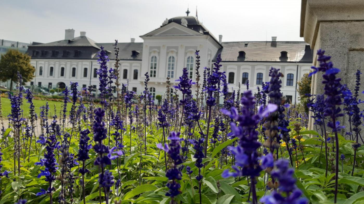 Blühender Lavendel vor historischem Gebäude in Bratislava