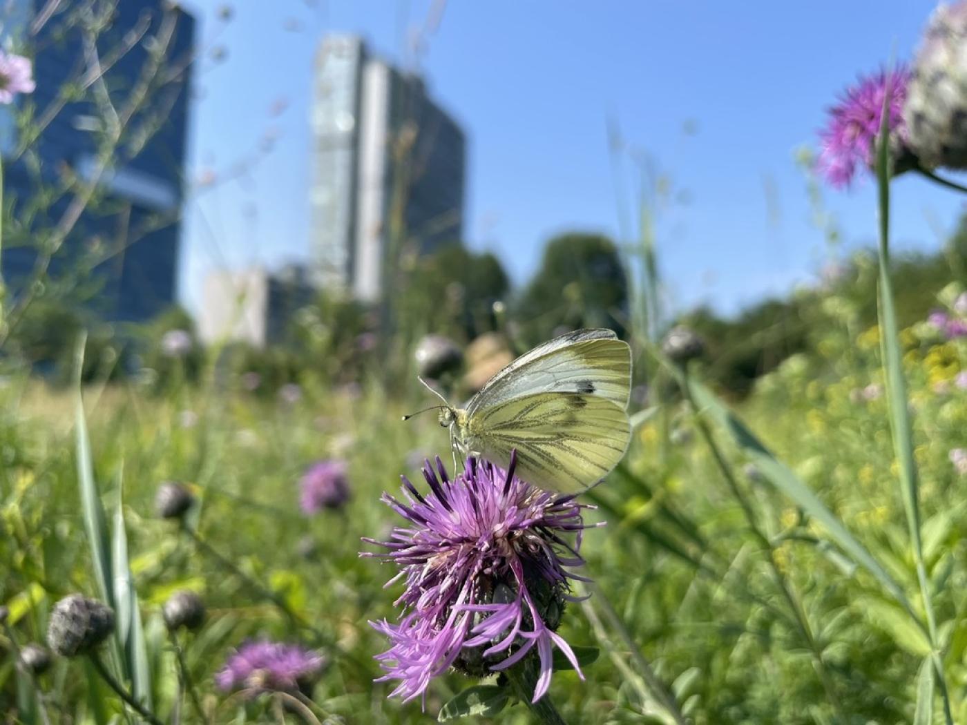 Urbane Biodiversität: Weißer Schmetterling sitzt auf lila Blüte in einer Wiese mit unscharfem Stadtgebäude im Hintergrund