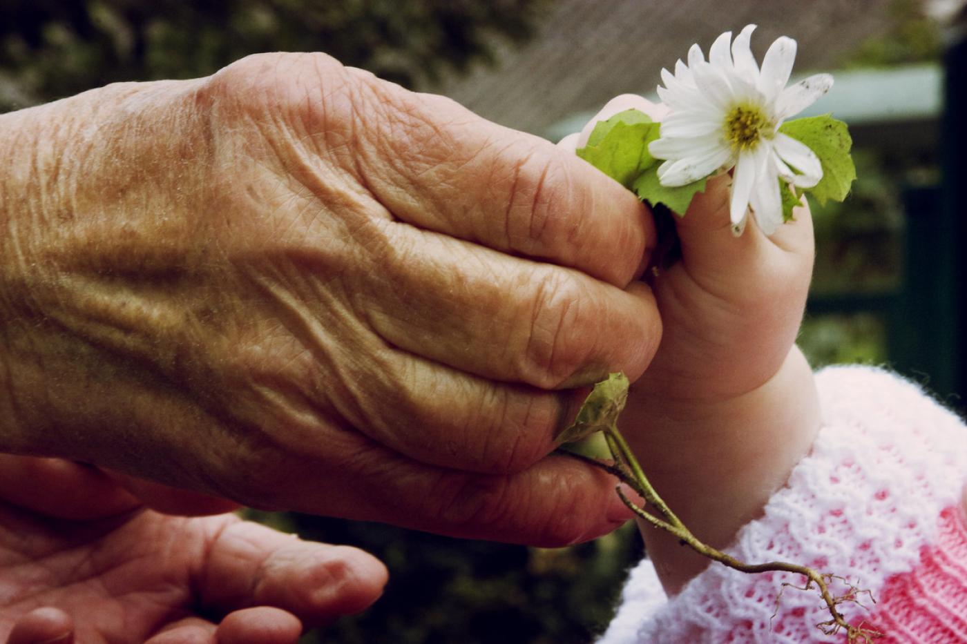 Nahaufnahme einer älteren Hand, die eine weiße Blume in die Hand eines Babys gibt