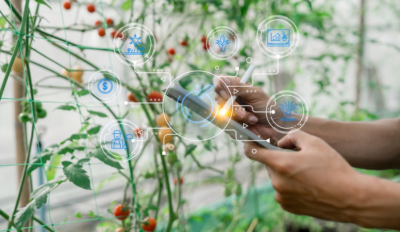 Hände halten ein Smartphone vor Tomatenpflanzen mit eingeblendeten Symbolen für Smart Farming und Landwirtschaft