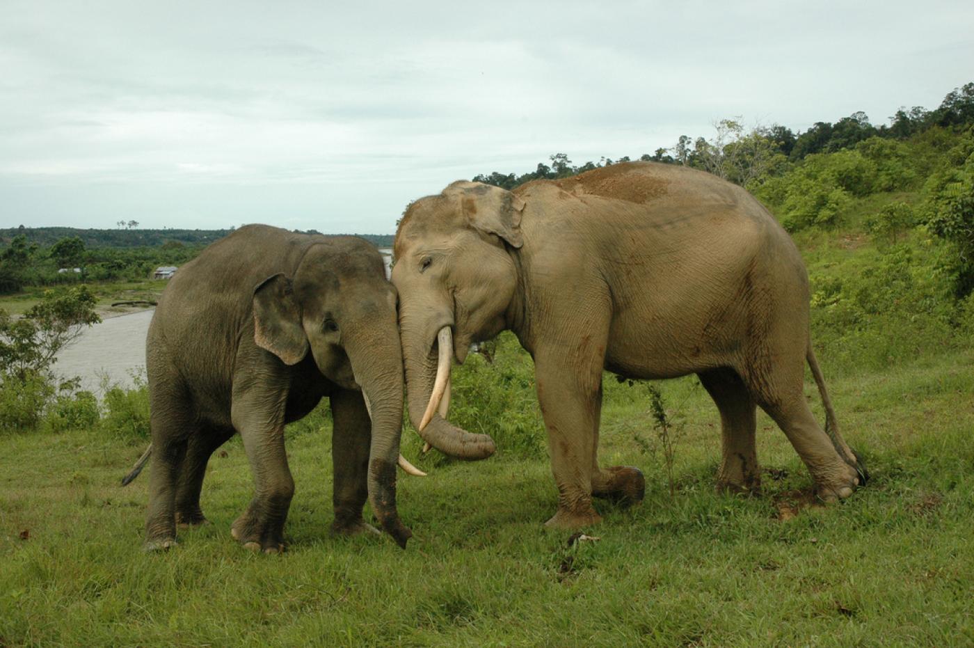 Zwei Sumatra-Elefanten drücken ihre Köpfe aufeinander