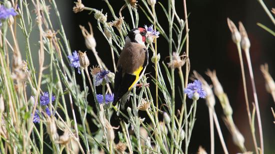 Garten von Erna G. Garten von Erna G.