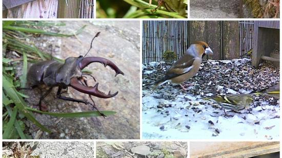 Garten von Simone H.