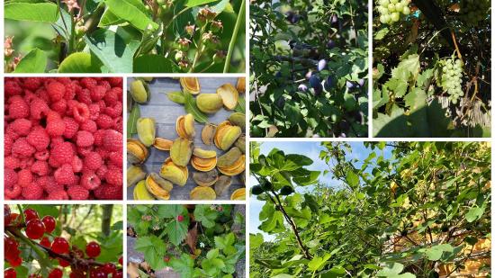 Garten von Simone H.