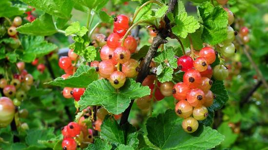 Johannisbeere Johannisbeere