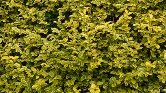 Eine Hecke für jede Ecke... GLOBAL 2000