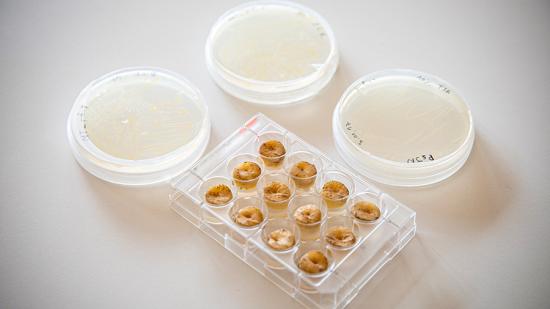 Petrischalen zum Testen von von alternativen Keimhemmungsmitteln