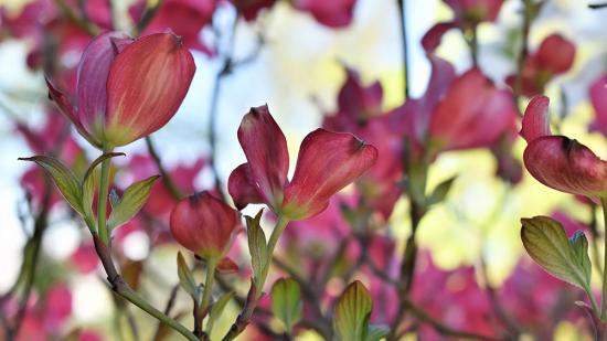 Roter Hartriegel Roter Hartriegel