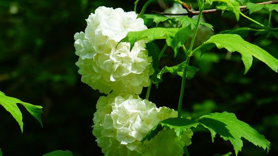 Schneeball Schneeball