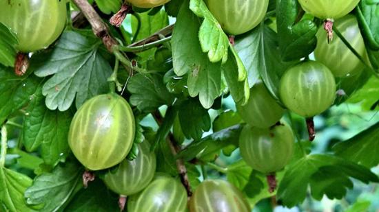 Stachelbeere Stachelbeere