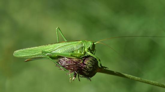 Ausmalbilder Frosch: Hüpfender Spaß für Groß und Klein – Kostenlose Vorlagen zum Downloaden!